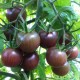 Tomates Black cherry type cerise noire