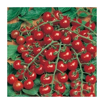 Tomates cerises