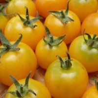 Tomates jaunes gold nugget type cerise jaune