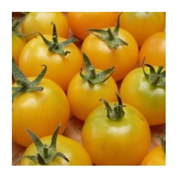 Tomates jaunes gold nugget type cerise jaune