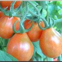 Tomates poires rouges