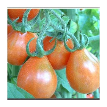 Tomate poires rouges