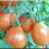 Tomate poires rouges