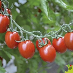 Tomate Tutti Frutti F1 type mini allongée