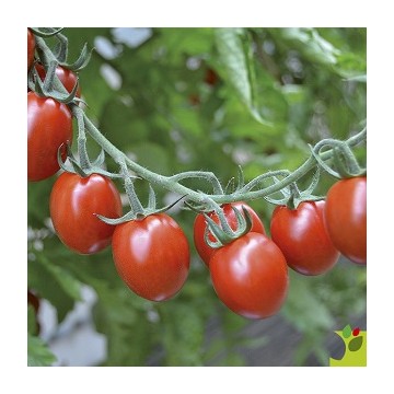 Tomate Tutti Frutti F1 type mini allongée