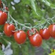 Tomates Tutti Fruti F1 type mini allongée