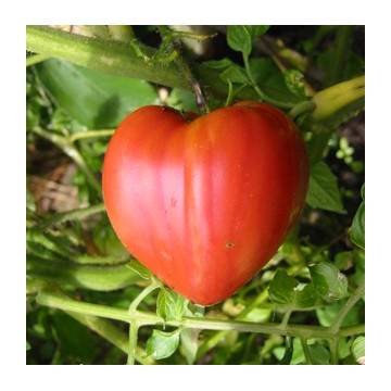 Graines de Tomates Coeur de boeuf d'Antan