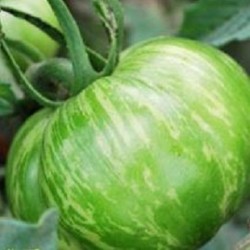 Tomate green zebra