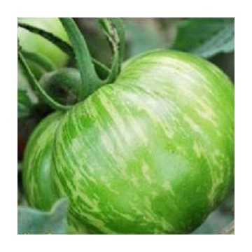 Tomate green zebra