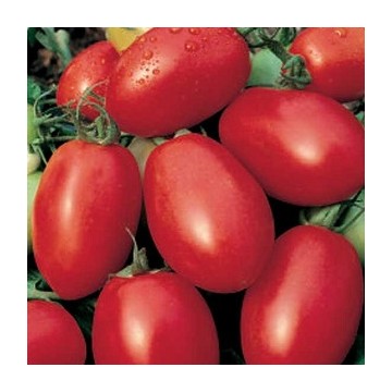 Tomate Roma allongée