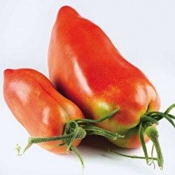 Tomates cornue des andes