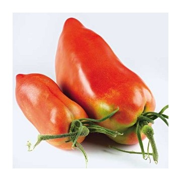Tomates cornue des andes