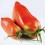 Tomates cornue des andes