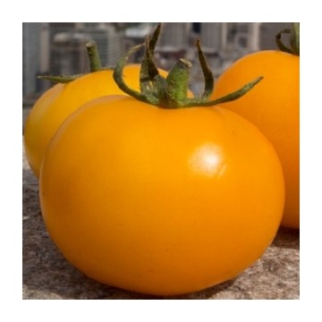 Tomates jaunes Goldene Königin