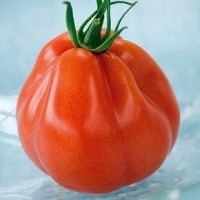 Tomate Borsalina F1