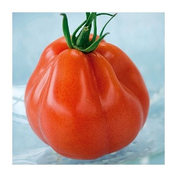 Tomate Borsalina F1