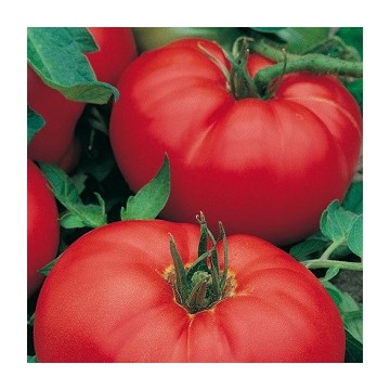 Tomate Buffalosteack F1