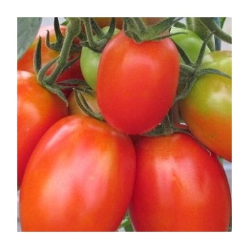 Tomate Colibri F1