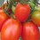 Tomate Colibri F1