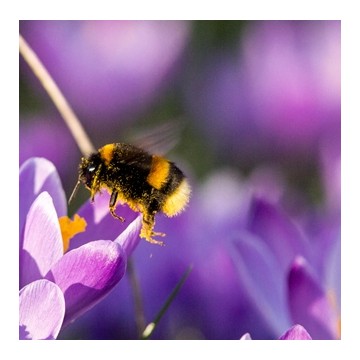 Jachère méllifere "Bienenweide"