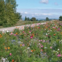 Jachère Fleurie haute "jour de fête"