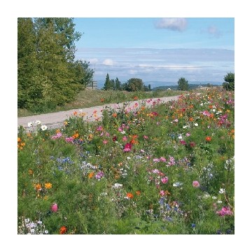 Jachère Fleurie haute "jour de fête"