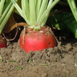 Betterave Fourragère géante rouge semences non traitées