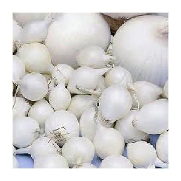 Oignons blancs Snowball