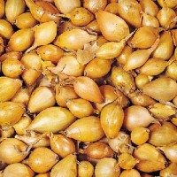Oignons jaunes d'automne Presto F1