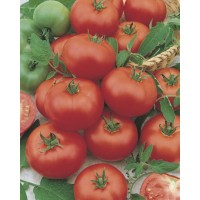 TOMATES FANTASIO F1