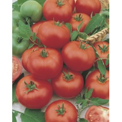 Tomates Fantasio F1