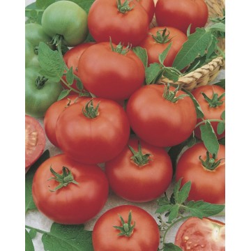 Tomates Fantasio F1