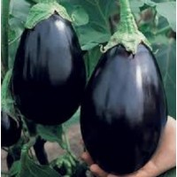 Aubergine Bonica F1