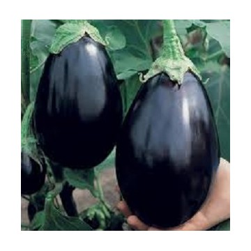 Aubergine Bonica F1