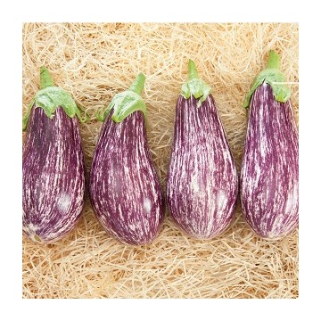 Aubergine striée Riado F1