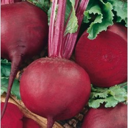 Betterave Détroit 2 BIO