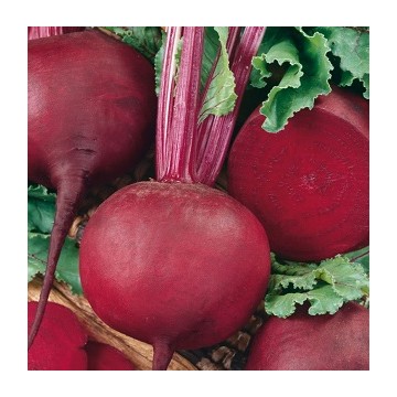 Betterave Détroit 2 BIO