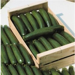 Courgette Tempra F1 BIO