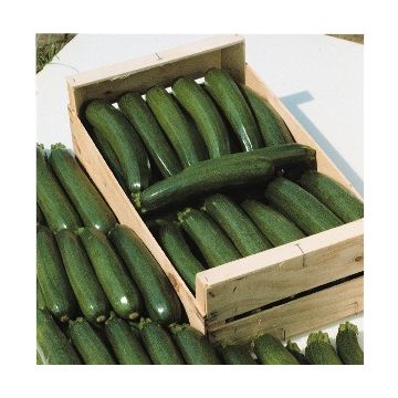 Courgette Tempra F1 BIO