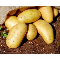 Pomme de terre Amandine