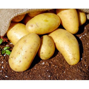 Pomme de terre Amandine