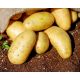 Pomme de terre amandine
