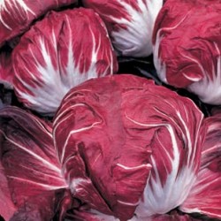 Chicorée rouge de Véronne