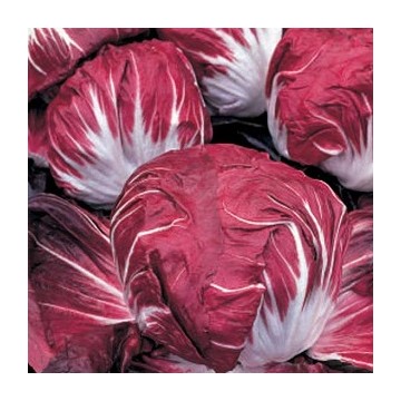 Chicorée rouge de Véronne