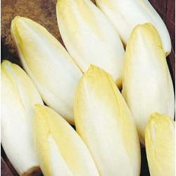 Chicorée endive Bingo F1 (remplace zoom F1)