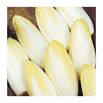 Chicorée endive Bingo F1 (remplace zoom F1)