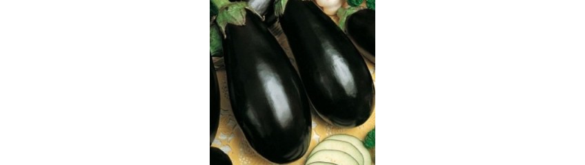 AUBERGINES