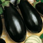 AUBERGINES