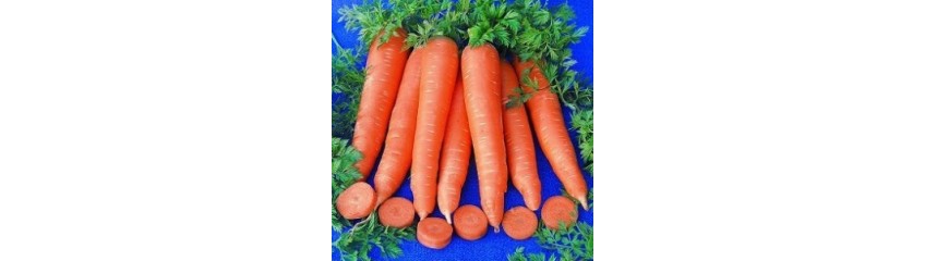 CAROTTES