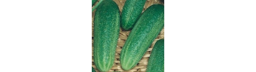 CORNICHON